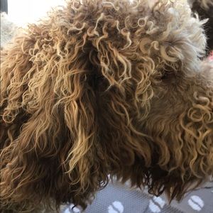 Meet your Posher, Savannah